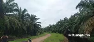 Garap Sektor Perkebunan Sawit, Pemprov Riau Bakal Bentuk BUMD Khusus