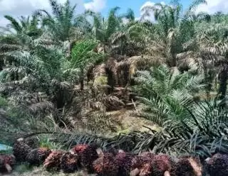 Teken MoU Penyediaan Bahan Baku Sawit Bagi UMKM di Pulau Dewata