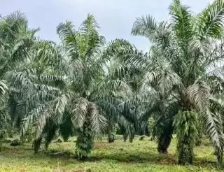 Industri Sawit Punya Peran Strategis Bangun Ketahanan Pangan