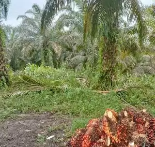 Program Replanting Dukung Keberlanjutan Kelapa Sawit, Ini Faktanya