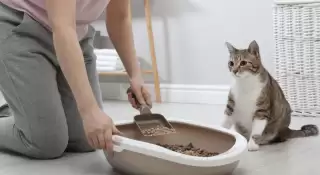 Cara Efektif Atasi Bau Tak Sedap dari Kotoran Kucing