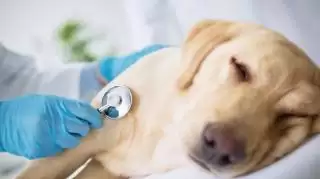 Sepuluh Penyakit Anjing Umum dan Cara Mencegahnya