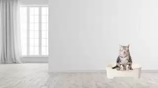 Bagaimana Cara Mengajarkan Kucing Pup di Pasir?