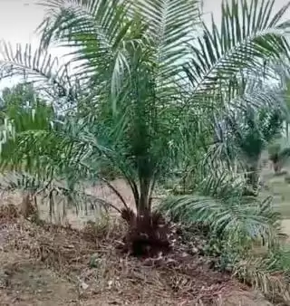Kelapa Sawit Berperan Penyediaan Pakan Ternak Global Selain Minyak Nabati