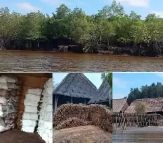 Babat Hutan Mangrove, Pemilik Panglong Arang Berlindung Atas Nama Koperasi SILVA