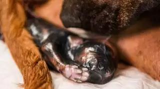 Kenali Sejak Dini Tanda-Tanda Anjing Mau Melahirkan!