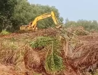 Nelangsa, Duit Habis dan Harapan Sirna Kebun Sawit Petani Inhu Dirusak PT BBSI