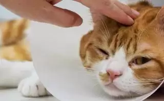 Tips Menghindari Kucing Sakit Tetap Aktif dan Bahagia