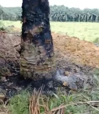 Beredar Video Lahan Sawit PT Adei Terbakar Pihak Perusahaan Bungkam