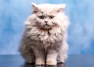 Fakta Menarik tentang Kucing Berbulu Lebat Jarang Diketahui