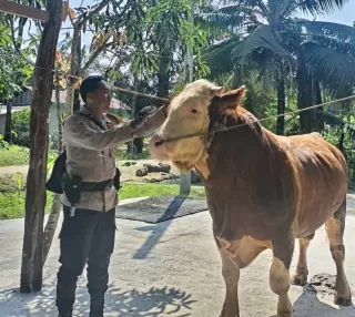 Wow! Sapi Milik Bhabinkamtibmas Terpilih Jadi Hewan Kurban Presiden RI di Inhu