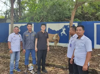 PT MAS dan CLS Serahkan Hewan Kurban ke Pemkab Inhu Jelang Idul Adha 1446 H
