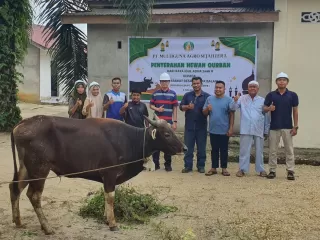 PT MAS Inhu Salurkan Seekor Sapi Kurban Idul Adha 1446 Hijriah