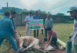 Berbagi Berkah di Hari Raya Idul Adha 1446 H, PT Permata Citra Rangau Salurkan Hewan Kurban