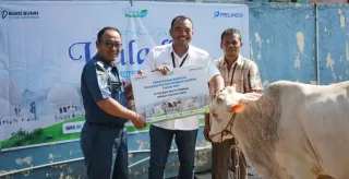Pelindo Multi Terminal Grup Berbagi Salurkan 90 Ekor Hewan Kurban di Hari Raya Idul Adha 1446 H Lalu