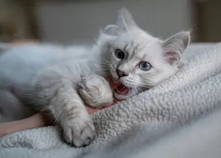 Mengenal Bahasa Kucing dan Arti Gerakannya
