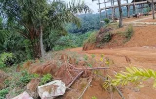 Heboh! Harimau Sumatera Mengamuk, Total 4 Ekor Sapi Warga Langkat Diterkam