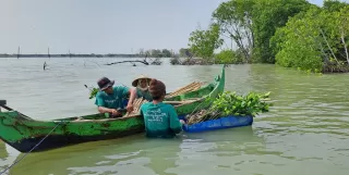 Kampanye Tanam Pohon di Bedono Contoh Mitigasi Abrasi Pesisir