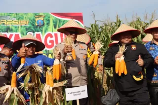 Panen Raya Jagung di Deli Serdang, Polri Kawal Langkah Swasembada Pangan 2025