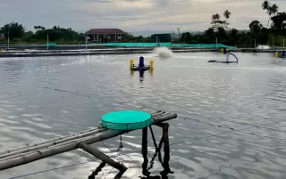 Bangun Masa Depan Akuakultur Berkelanjutan: Perjalanan Aquarev dan Para Petambak Kecil di Indonesia