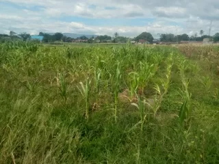 Kemarau Panjang Ancam Gagal Panen, Petani Jagung di Laguboti Menjerit