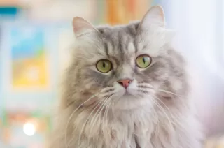 Manfaat Fish Oil Untuk Kesehatan Bulu Kucing