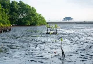 LindungiHutan Tegaskan Pentingnya Tutupan Hijau Udara Bersih dan Kesehatan Paru