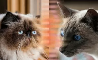 Acap Kali Dikira Sama, Ini Perbedaan Kucing Himalaya dan Siam