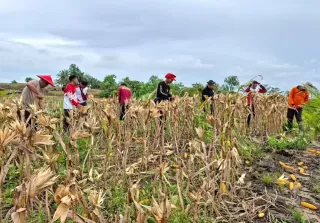 PTPN IV Regional V Bersama Polres Landak Panen Perdana Jagung Tumpang Sari