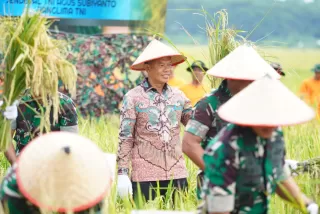 Pemkab Langkat Dukung TNI Perkuat Ketahanan Pangan Lewat Panen Raya di Deli Serdang