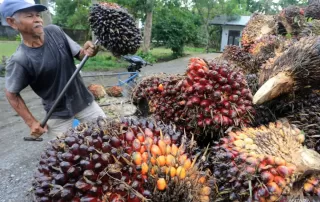 Harga Sawit Hari Ini: Petani Aceh-Sumut Tertekan di Tengah Musim Trek