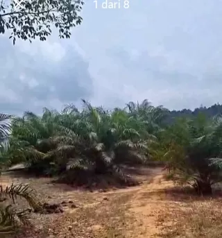 Nyata Serbaguna Perkebunan Kelapa Sawit Universal