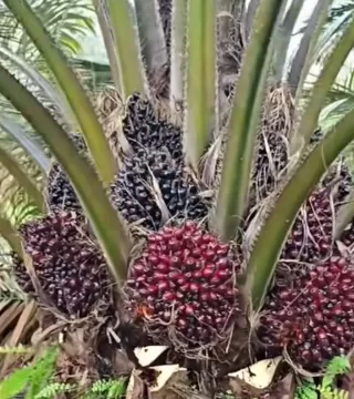 Disbun Jambi Tetapkan Harga: TBS Sawit Turun Rp14,49 per Kg Periode 5 Hingga 11 September 2025