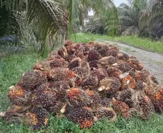 Harga TBS 'Emas Hijau' Mitra Plasma Makin 'Hijau' Periode Sepekan Ini di Timur Aceh