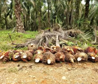 Dari Hulu hingga Hilir Wujudkan Sawit Berkelanjutan
