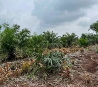 Mantap! Sumbar Kembali Puncaki Harga Kelapa Sawit Secara Nasional