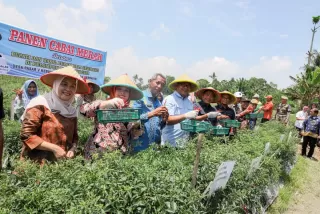 Panen Raya Cabai di Deli Serdang, Bupati: Petani Ujung Tombak Ketahanan Pangan