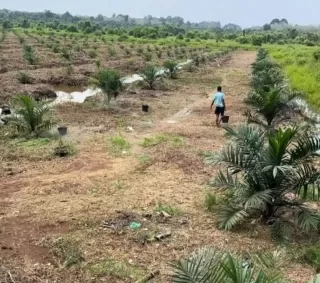 BPDP Kampanye 'Sawit Baik' Berkelanjutan di CAEXPO-CABIS 2025