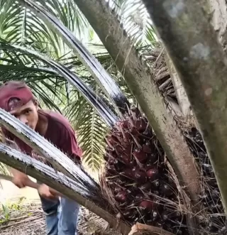 Industri Perkebunan Nasional Termasuk Kelapa Sawit Sulit Serap Dana Rp200 Triliun di HIMBARA