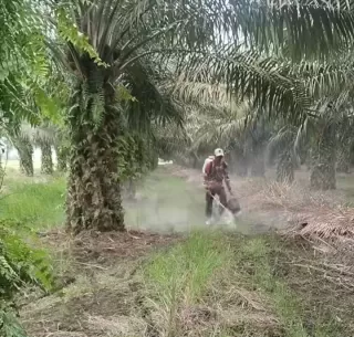 Kelapa Sawit Sumber Devisa Dorong Pertumbuhan Ekonomi Indonesia