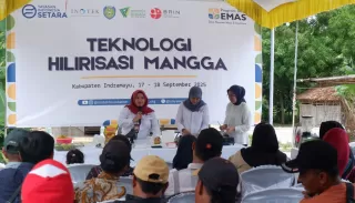 'Demas' Dorong Ekonomi 'Deman' di Indramayu Lewat Hilirisasi Mangga Jadi Olahan Unik Bernilai Jual Tinggi