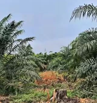 Dedikasi Industri Kelapa Sawit di Bidang Pendidikan Utama