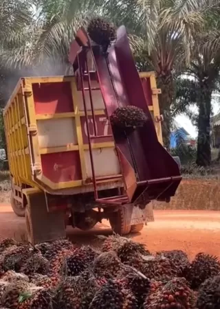 PKS Tidak Ada Kebun dan PKS Brondolan Ancaman Nyata Pola Kemitraan dan Rusak Tata Kelola Industri
