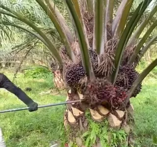 Produktivitas Minyak Kelapa Sawit Keunggulan Ragam Manfaat