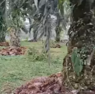 Hamparan Perkebunan Kelapa Sawit Bioreaktor Alamiah