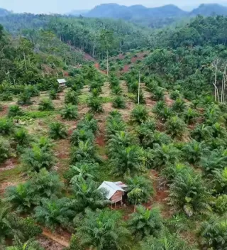 Sentral Minyak Sawit Global di Kawasan ASEAN