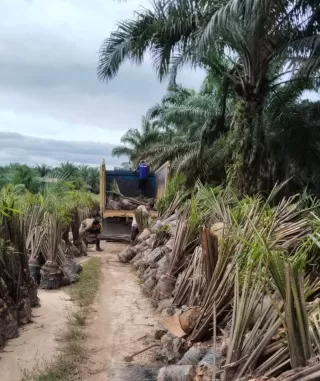 Tentang Prespektif Manfaat Ekonomi Kelapa Sawit Berkelanjutan