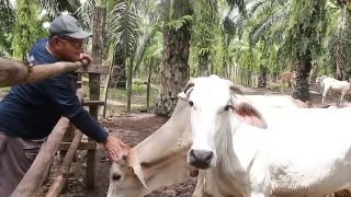 Cara Meningkatkan Produksi Tanpa Menambah Pupuk Kimia