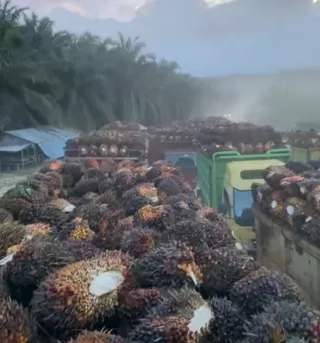 CPO Naik Dongkrak TBS Sawit Mitra Plasma Dihargai Rp3.695 per Kilogram Pekan Ini