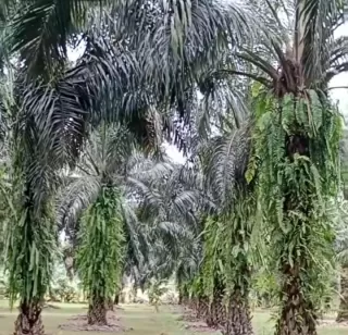 Mau Tahu! Ada Tiga Kelompok Produk Perkebunan Kelapa Sawit